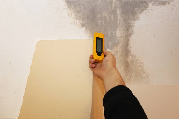 Best Mold Damage Restoration  in Crest, CA