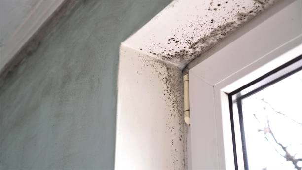 Best Post-Construction Mold Inspection  in Crest, CA