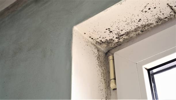 Best Commercial Mold Inspection  in Crest, CA