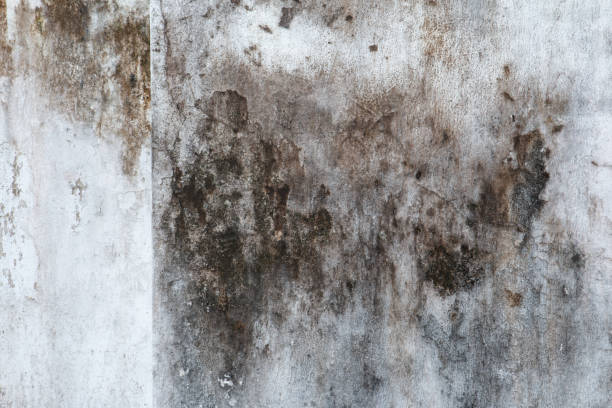Best Basement Mold Removal  in Crest, CA