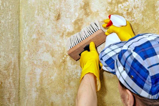 Professional Mold Removal in Crest, CA