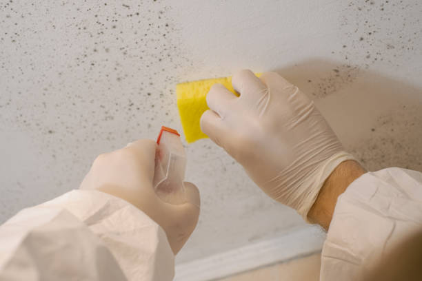 Best Environmental Consulting for Mold Prevention  in Crest, CA