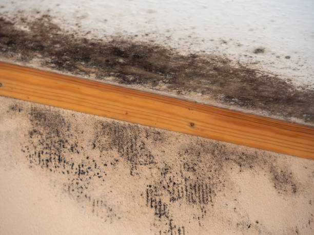 Best Black Mold Removal  in Crest, CA