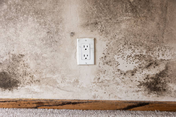  Crest, CA Mold Removal Pros