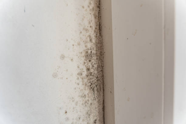 Best Forensic Mold Investigation  in Crest, CA
