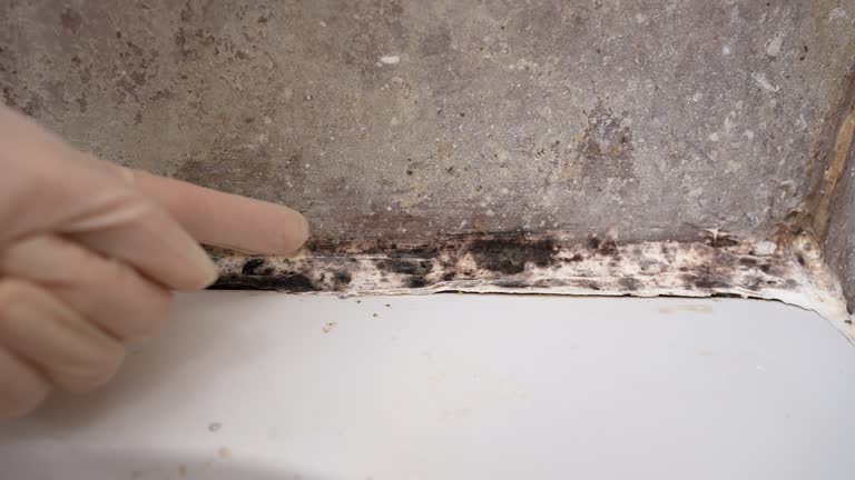 Best Real Estate Mold Inspection  in Crest, CA